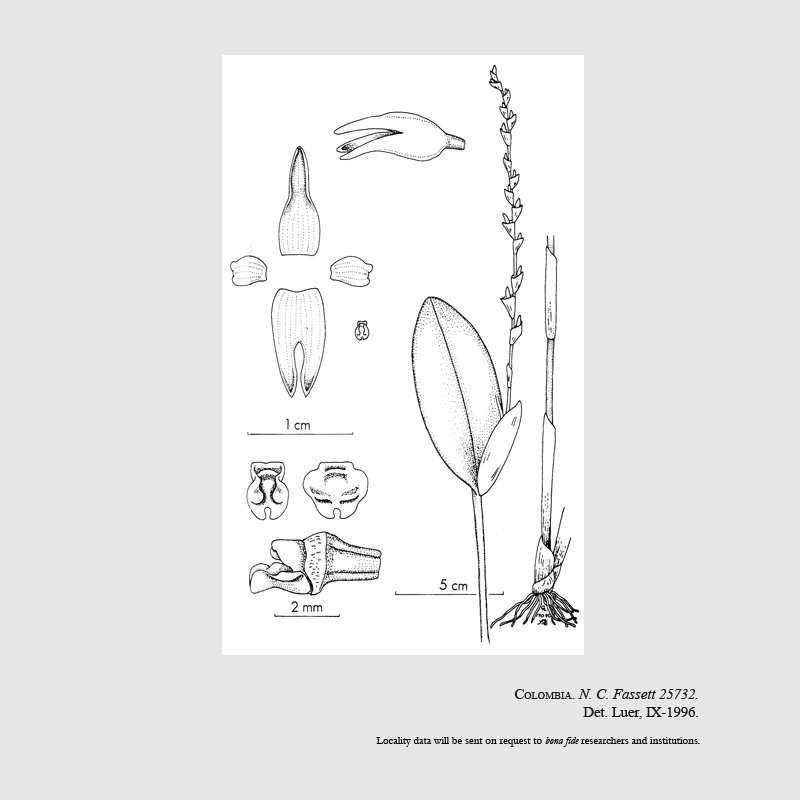 Stelis infundibulosa